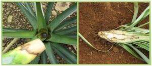 Enfermedades del cultivo de piña