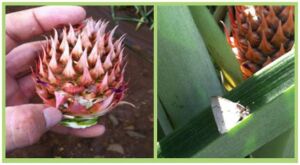Plagas que afectan el cultivo de piña