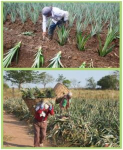 Cultivo de piña