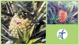 Cultivo de piña: Conoce los factores que lo afectan y como cuidarlo