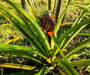 Cultivo de piña