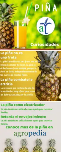 Cultivo de piña - La piña y sus usos medicinales