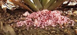 Fertilización en piña