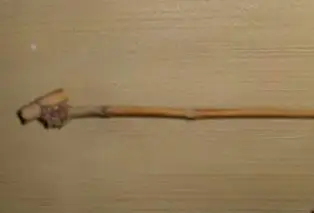 Tallo de bambú