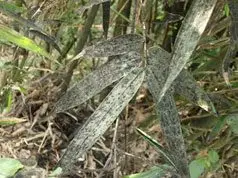 Hoja oscura de bambú