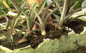Cultivo de piña