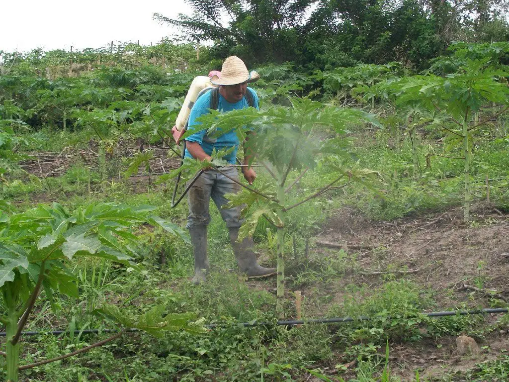 Control de malezas en el cultivo de papaya