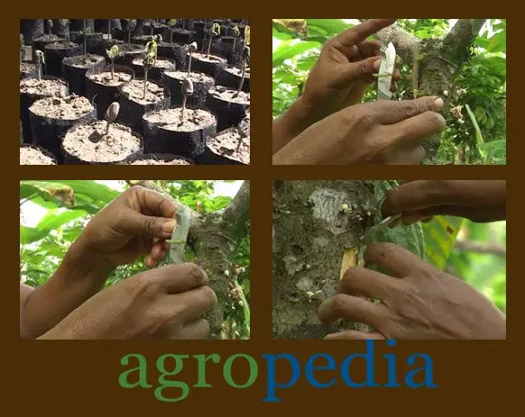 Cultivo de cacao - Tipos de injertación en el cultivo de cacao