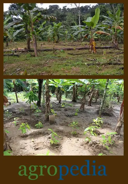 Cultivo de cacao - Cultivos  temporales asociados al cacao