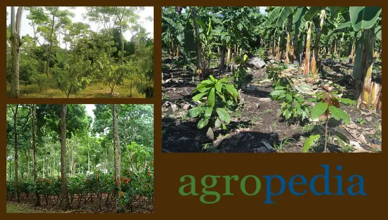 Cultivo de cacao - Plantación de sombra permanente usada en asociación al cultivo de cacao