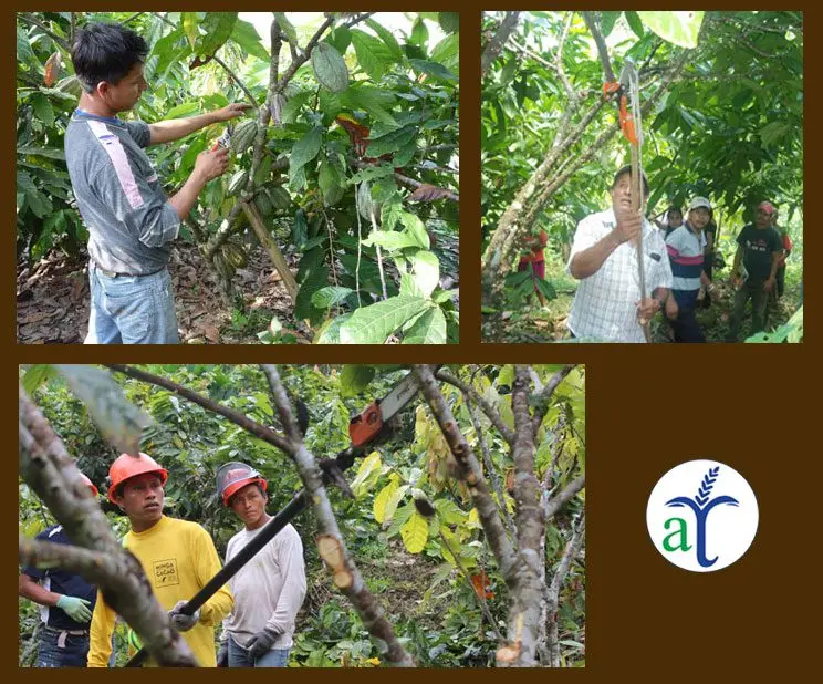 Cultivo de cacao - La poda en el cultivo de cacao