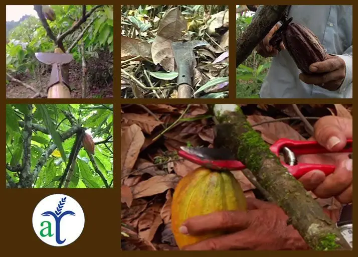 Cultivo de cacao - cosecha del fruto de cacao