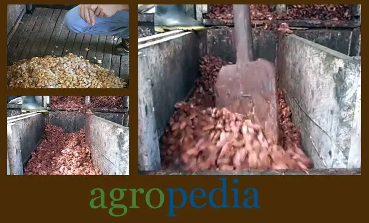 Cultivo de cacao - Proceso de fermentación de granos