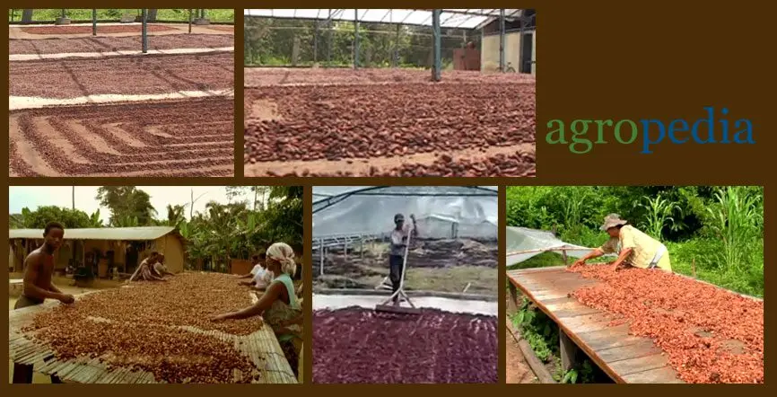 Cultivo de cacao - Secado del grano de cacao