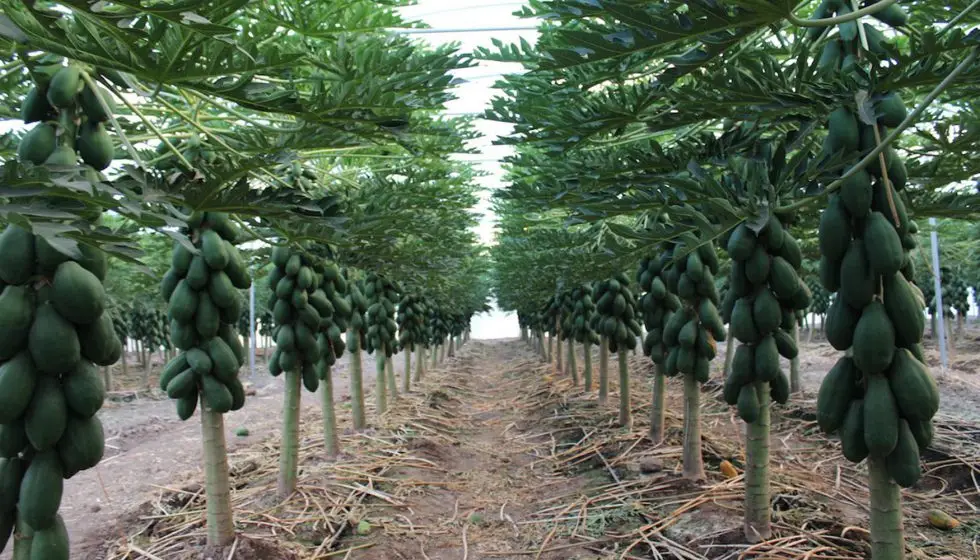Cultivo tecnificado de papaya