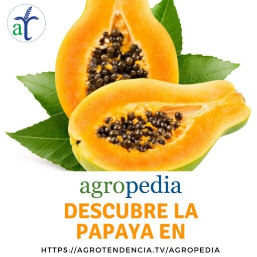 cultivo de papaya