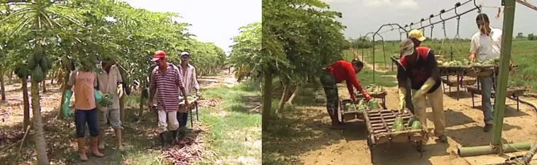 Manejo Post-cosecha de la papaya