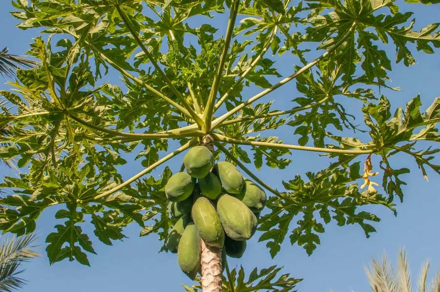 Una planta de papaya