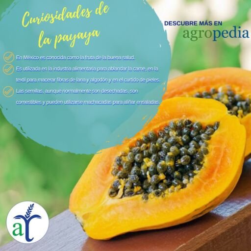 Cultivo de papaya - Papaya abierta y curiosidades