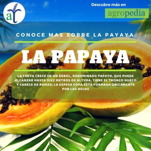 Cultivo de papaya