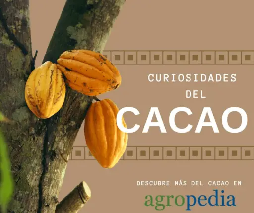 Cultivo de cacao - Árbol con mazorcas de cacao