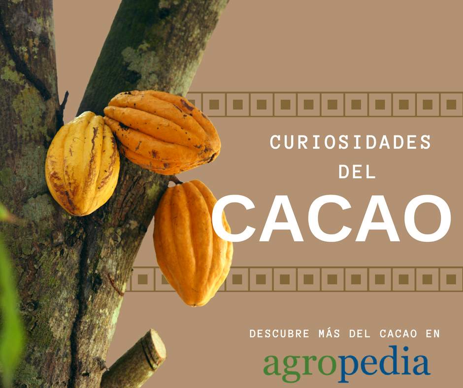 Cultivo de cacao - Árbol con mazorcas de cacao