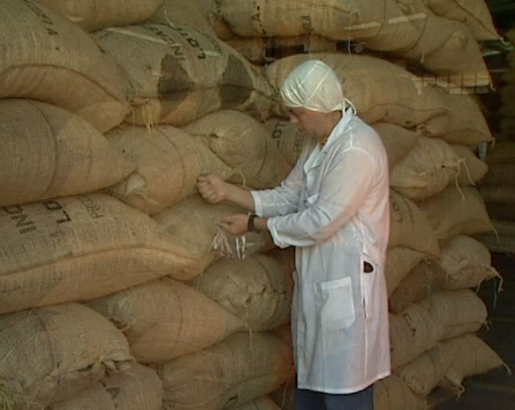 Cultivo de cacao - Procesamiento industrial del grano de cacao - Técnico de laboratorio evaluando calidad de sacos con granos secos