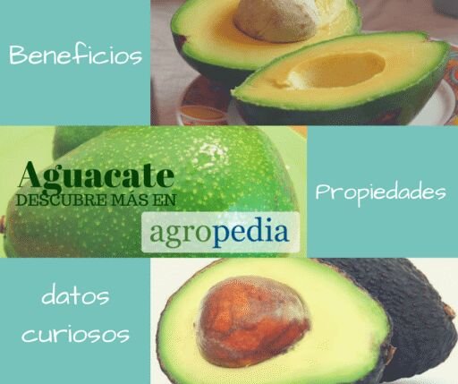 Cultivo de Aguacate