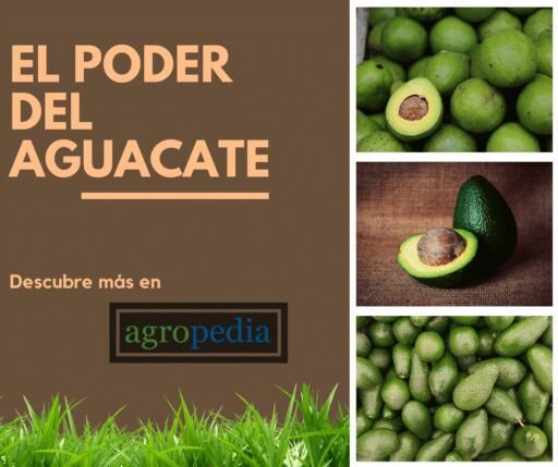 Cultivo de aguacate - EL PODER DEL AGUACATE