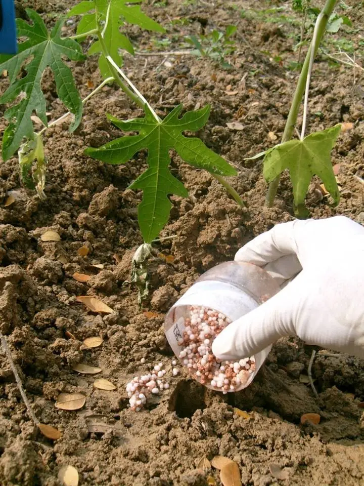 Fertilizante para el cultivo de papaya