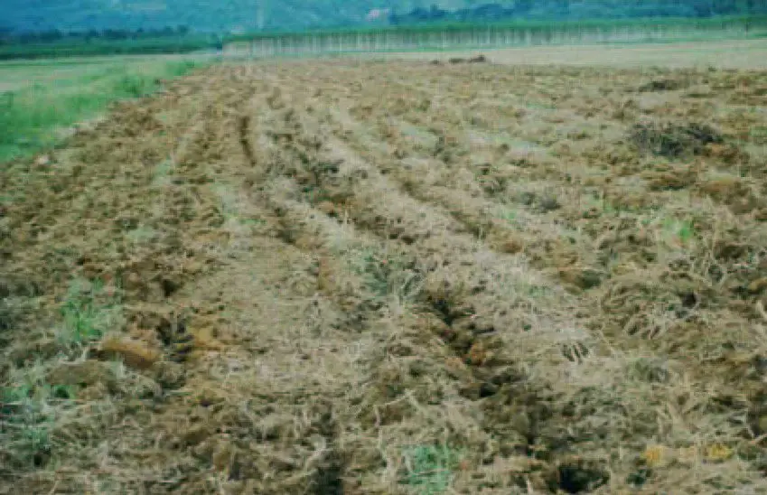 Cultivo de papaya - Suelo bien preparado, garantiza el desarrollo radicular del cultivo de papaya