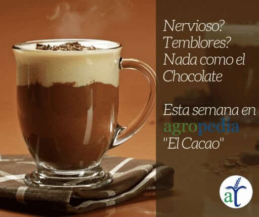 Cultivo de cacao