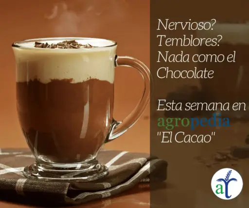 Cultivo de cacao