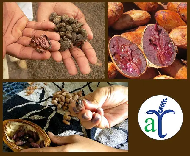 Cultivo de cacao -Semillas de cacao