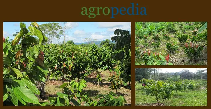 Cultivo de cacao