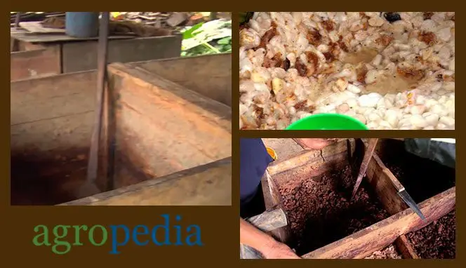 Cultivo de cacao -Cajas de fermentación