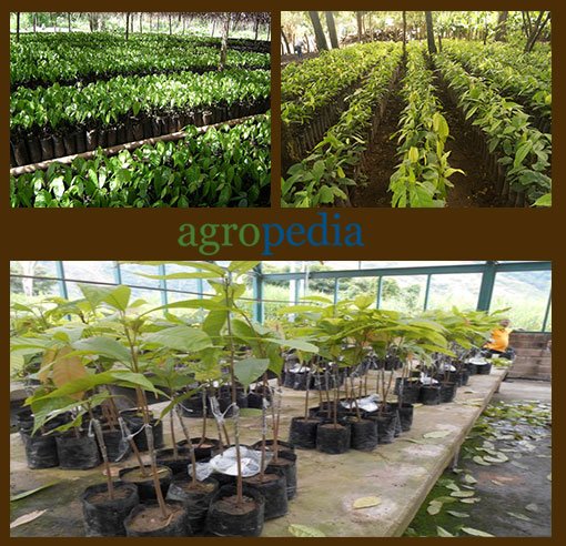 Cultivo de cacao - Plantas de cacao en vivero