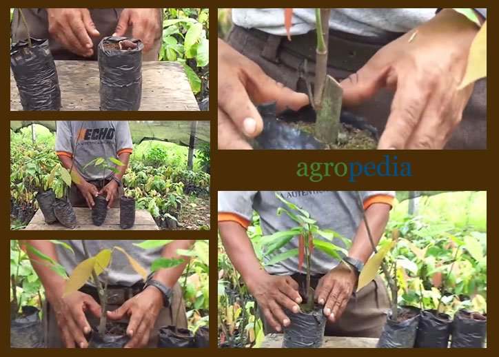 Cultivo de cacao - Siembra de plántulas de cacao en bolsas de vivero