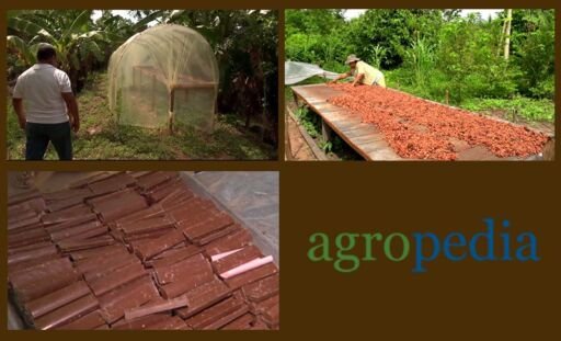Cultivo de cacao - Mesa de secado del grano de cacao - Barras de cacao