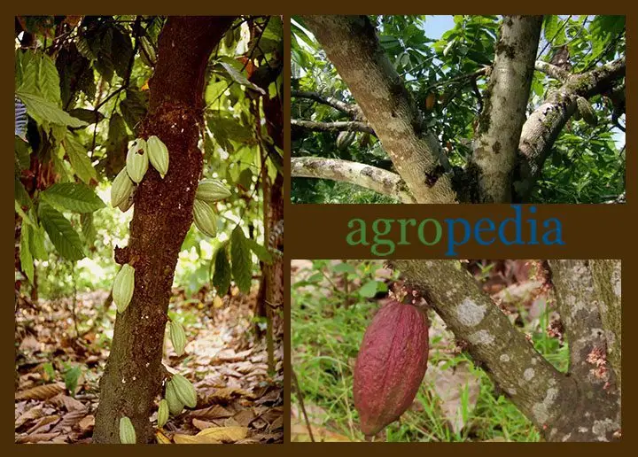 Cultivo de cacao - Tallo, ramas y mazorcas de cacao