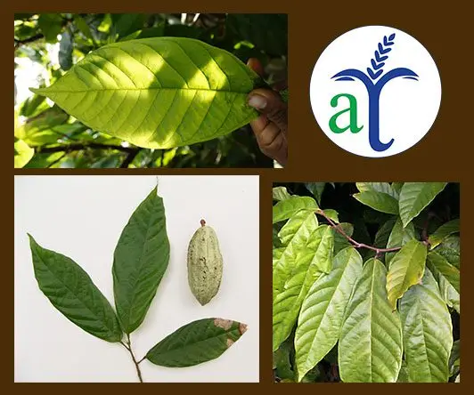 Cultivo de cacao - Hojas de cacao