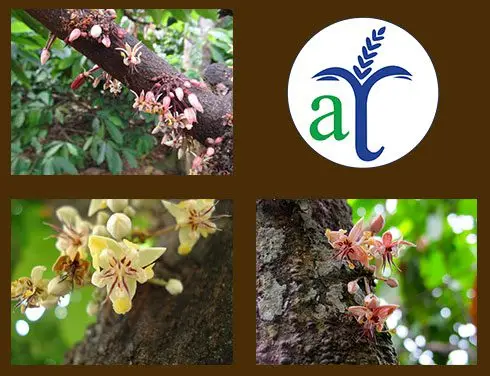 Cultivo de cacao - Inflorescencia del cacao