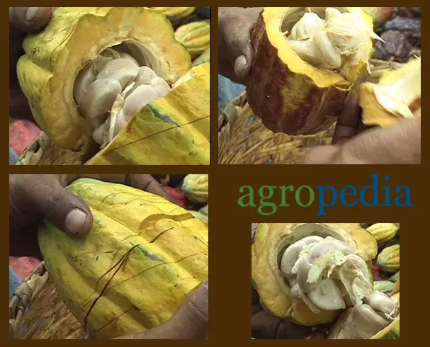 Cultivo de cacao - Mazorcas de cacao