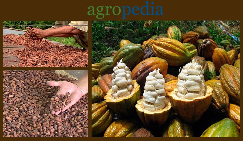 Cultivo de Cacao - Granos y mazorcas de cacao abiertas