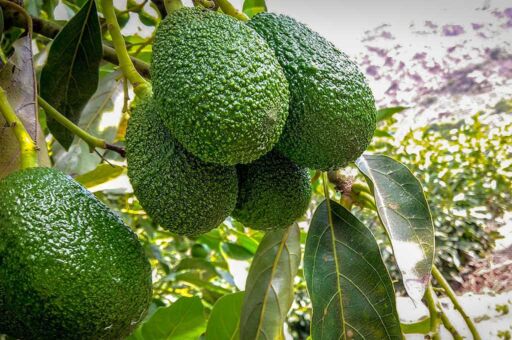 Cultivo de aguacate: siembra, manejo, ventajas y desventajas