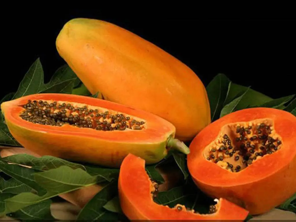 Variedades comerciales de la papaya