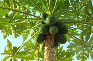 Cultivo de papaya: beneficios, requerimientos y cuidados
