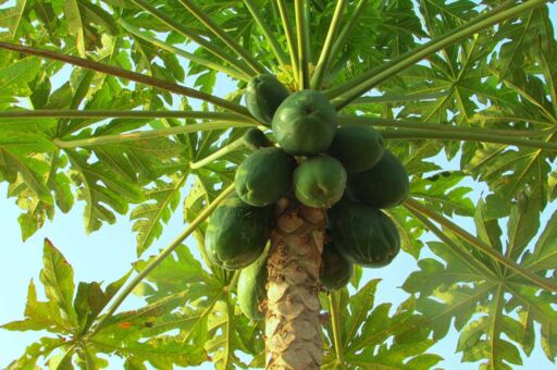 Cultivo de papaya: beneficios, requerimientos y cuidados