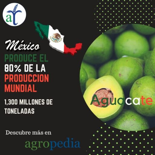 Cultivo de aguacate - PRODUCCION AGUACATE