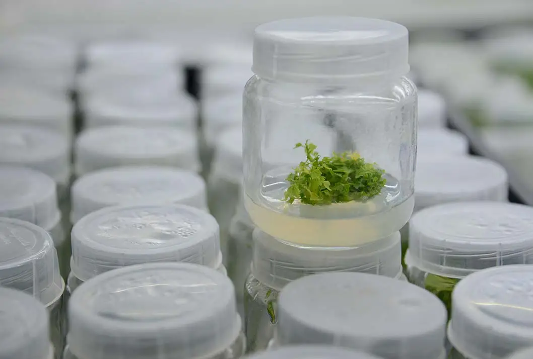 Producción In vitro de plantas de papaya